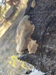Phellinus tremulae