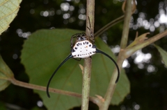 Macracantha