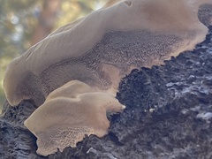 Phellinus tremulae