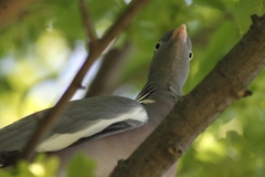 Columba palumbus palumbus