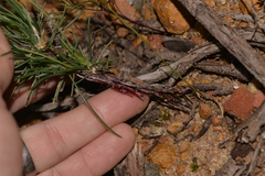 Laxmannia omnifertilis