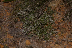 Xanthosia huegelii