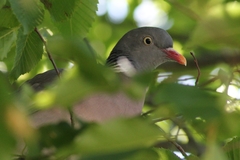 Columba palumbus palumbus