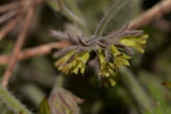 Xanthosia huegelii