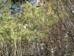 Pyrrhula pyrrhula cineracea