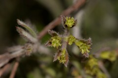 Xanthosia huegelii