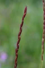 Elymus macrourus