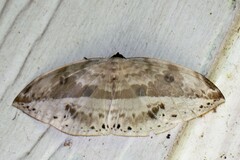 Cyclidia substigmaria