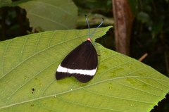 Pidorus