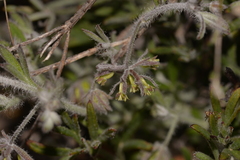 Xanthosia huegelii