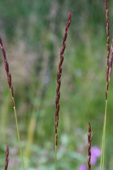 Elymus macrourus