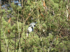 Pyrrhula pyrrhula cineracea