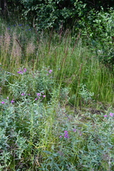 Elymus macrourus