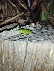 Dendropsophus molitor