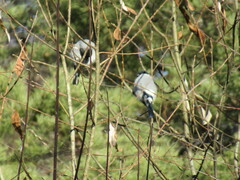 Pyrrhula pyrrhula cineracea