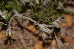Xanthosia huegelii