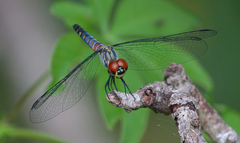 Brachydiplax denticauda