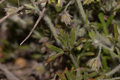 Xanthosia huegelii