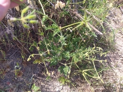 Pelargonium myrrhifolium myrrhifolium
