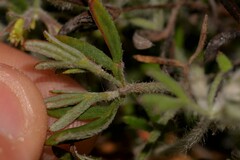 Xanthosia huegelii