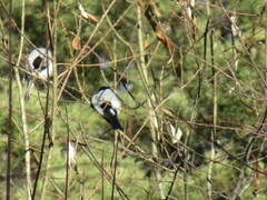 Pyrrhula pyrrhula cineracea