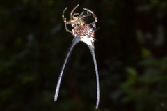 Macracantha