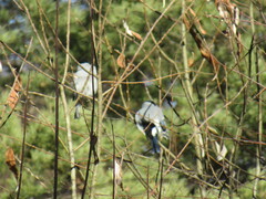 Pyrrhula pyrrhula cineracea