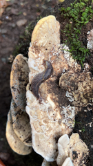 Prophysaon andersonii