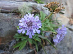 Scabiosa lacerifolia