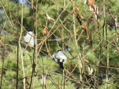 Pyrrhula pyrrhula cineracea