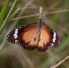 Danaus petilia