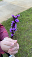 Liatris spicata