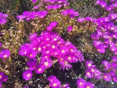 Lampranthus stipulaceus