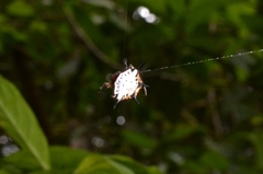Gasteracanthinae