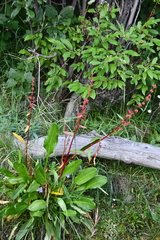Rumex arcticus