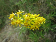 Solidago decurrens