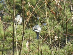 Pyrrhula pyrrhula cineracea