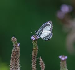 Psychonotis caelius
