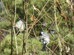 Pyrrhula pyrrhula cineracea