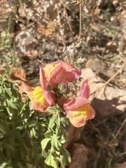 Antirrhinum