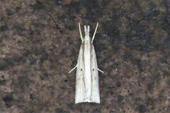 Calamotropha