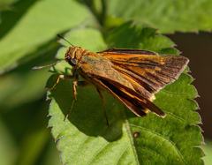 Parnara amalia