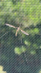 Tipula furca