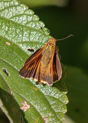 Parnara amalia