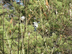 Pyrrhula pyrrhula cineracea