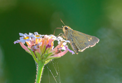 Parnara amalia