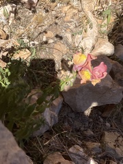 Antirrhinum