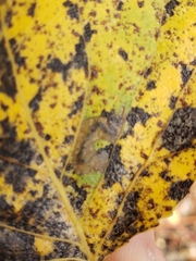 Stigmella trimaculella