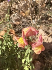 Antirrhinum