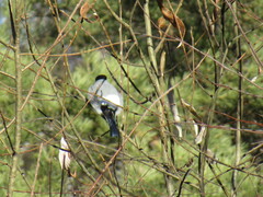 Pyrrhula pyrrhula cineracea